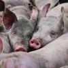 Загинули 13 тисяч свиней: Росія вдарила по фермі на Харківщині – куди ще цілились окупанти 