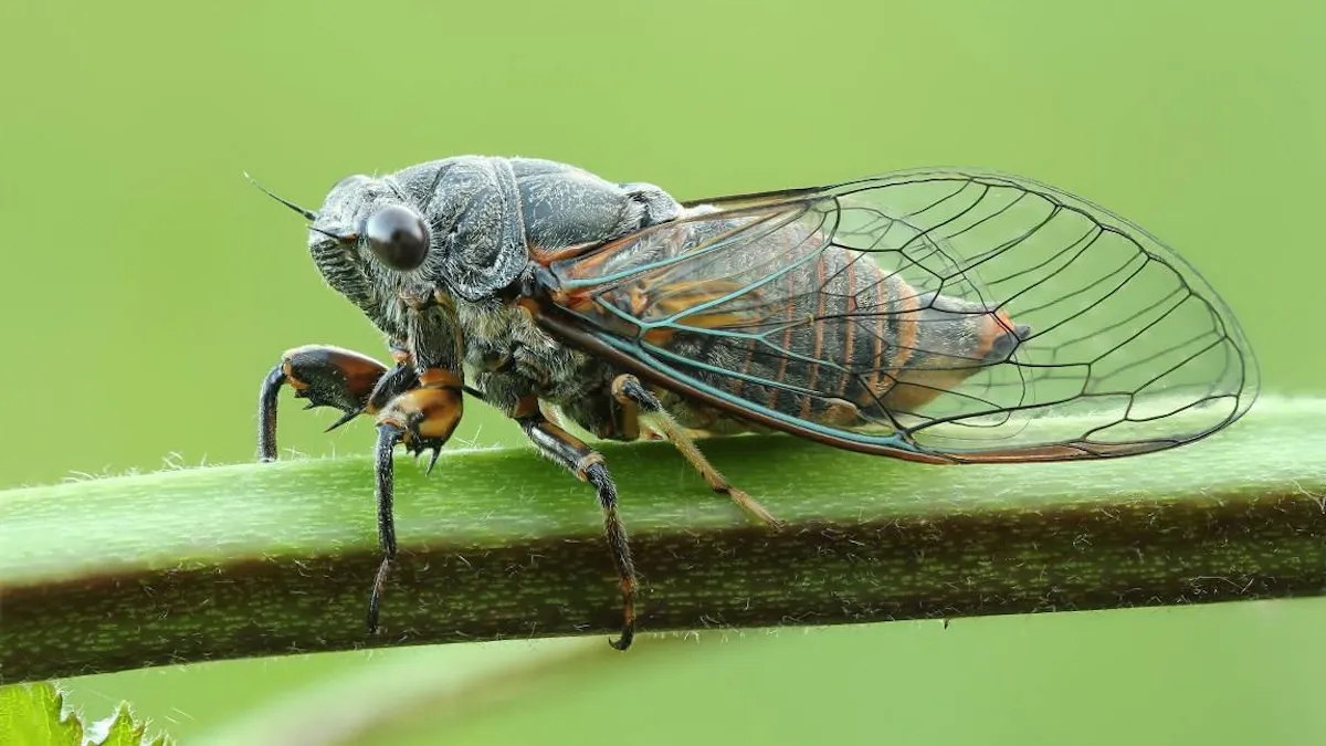 Новий штам COVID-19 «Цикада» вже у 23 країнах: що відомо і чи варто панікувати