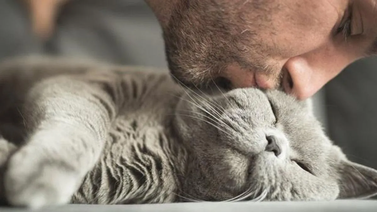 Цілувати в ніс кота чи кішку небезпечно для людського здоров'я: чому любов до пухнастих слід виявляти інакше