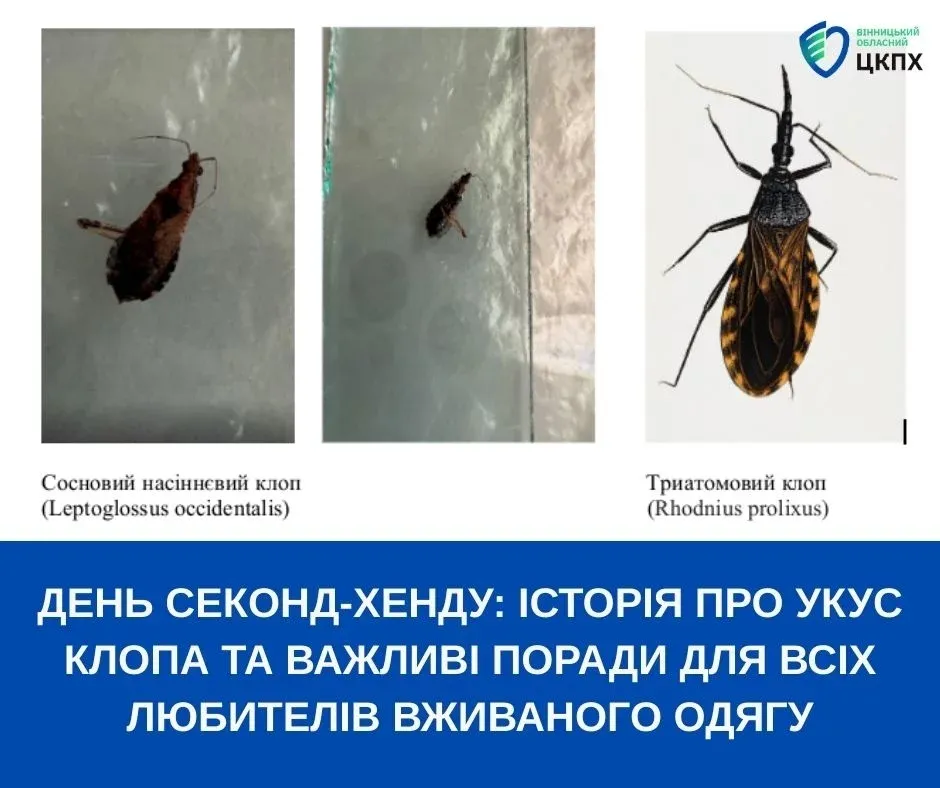 клопи