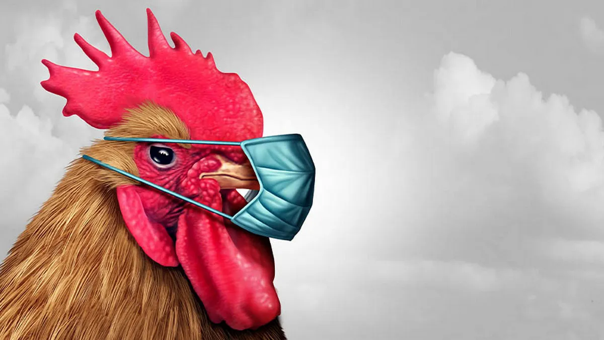 Світ готується до нової пандемії: пташиний грип H5N1 добрався до всіх континентів, окрім одного