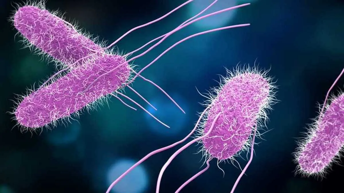 сальмонелла