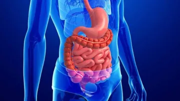 Від авокадо до лосося: вчені назвали п'ять продуктів, що покращують роботу кишкивніка