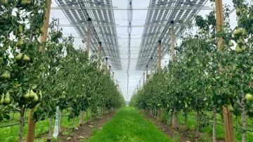 Садівництво рятує життя: дослідження довело, що город знижує ризик раку та позбавляє стресу