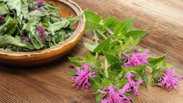 Листя допомагає побороти ожиріння печінки: з якого дерева слід зривати та чи росте воно в Україні