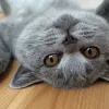 Коти викликають у людей хімічну залежність й провокують викид специфічного гормону: чи безпечно це
