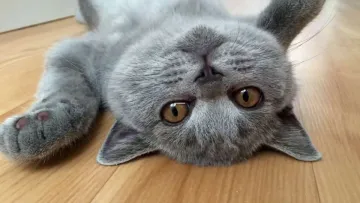 Коти викликають у людей хімічну залежність й провокують викид специфічного гормону: чи безпечно це