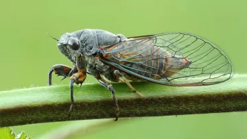 Новий штам COVID-19 «Цикада» вже у 23 країнах: що відомо і чи варто панікувати