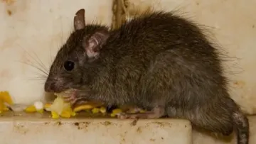 У Львові зареєстрували важкий випадок лептоспірозу: постраждала потрапила до реанімації — подробиці