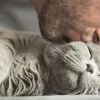 Цілувати в ніс кота чи кішку небезпечно для людського здоров'я: чому любов до пухнастих слід виявляти інакше