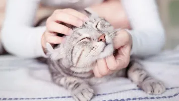 «Десь збуджує, а десь гальмує»: нейробіолог пояснив, чому гладити котів не лише приємно, а й корисно