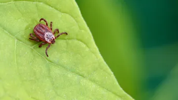 У Києві активізувалися кліщі: як уникнути паразитів і де їх найбільше – важливі поради