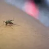 Комариний укус: 5 домашніх засобів, які допоможуть швидко позбутись сверблячки