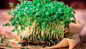 Секрет довголіття знайшли в зелені, яку можна виростити вдома: про що мова