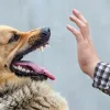 В Київській області зафіксовано спалах сказу: у низці населених пунктів продовжили дію карантину