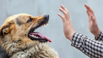 В Київській області зафіксовано спалах сказу: у низці населених пунктів продовжили дію карантину