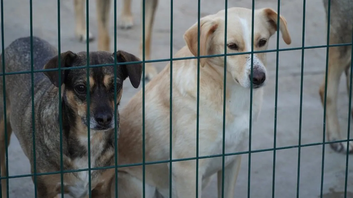 На Київщині в приватному притулку виявили понад 50 загиблих тварин: що з ними сталося 