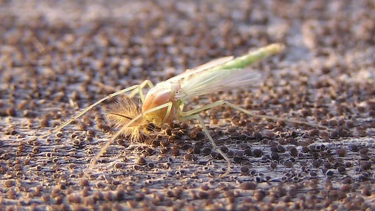 Мільярди комарів на Одещині: науковці пояснили масовий виліт комах у «Тузлівських лиманах»