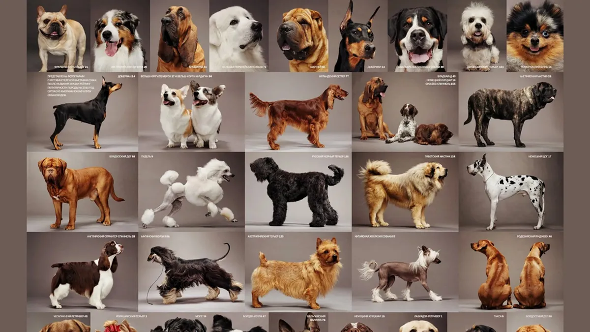 Крах міфу про «ідеальну собаку»: вчені проаналізували 9000 собак і застерегли власників модних порід