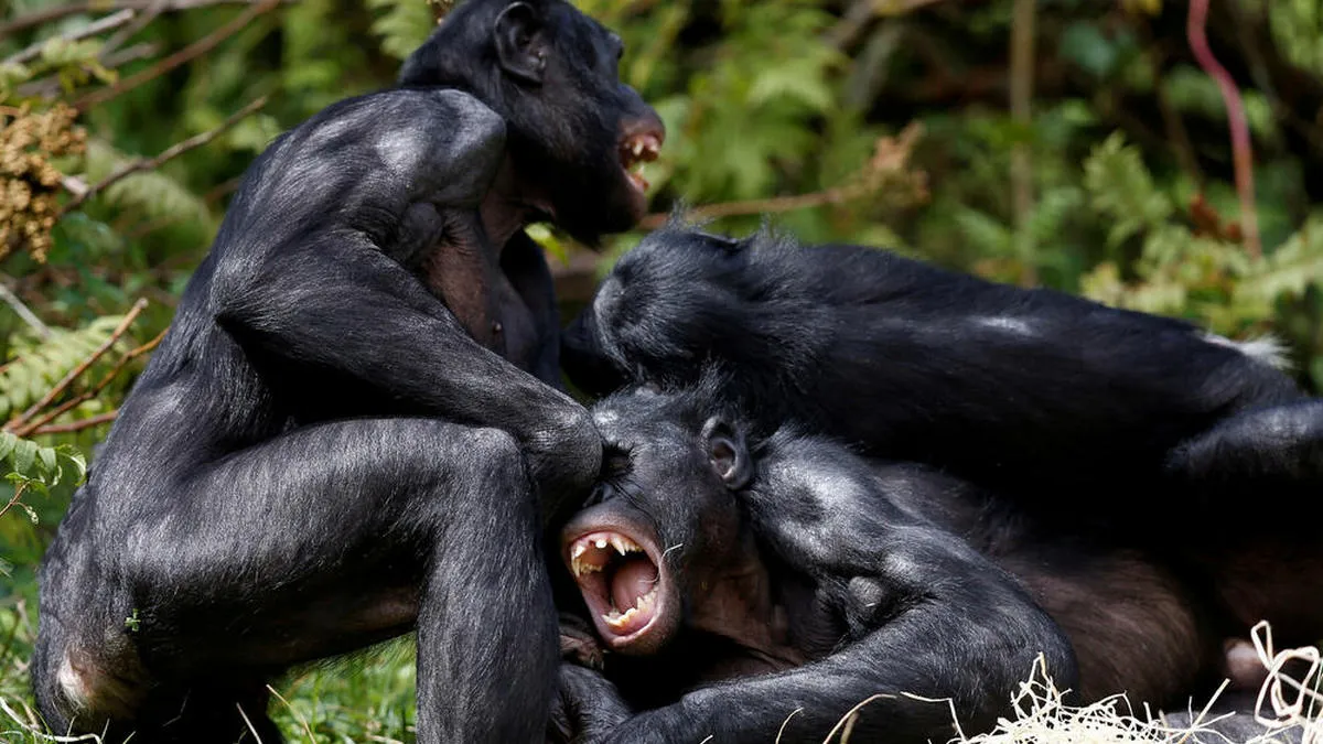 Війни між групами шимпанзе можуть тривати десятиріччями: вчені дослідили поведінку приматів в Уганді