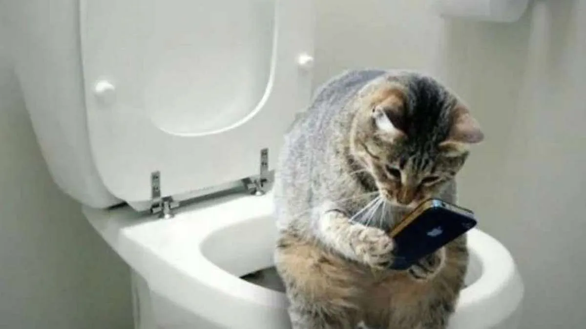 Геть TikTok у вбиральні! Чому ваші звички в туалеті можуть бути небезпечними