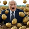 Білорусь на межі харчової кризи через картоплю: Лукашенко не може забезпечити ринок стратегічним продуктом