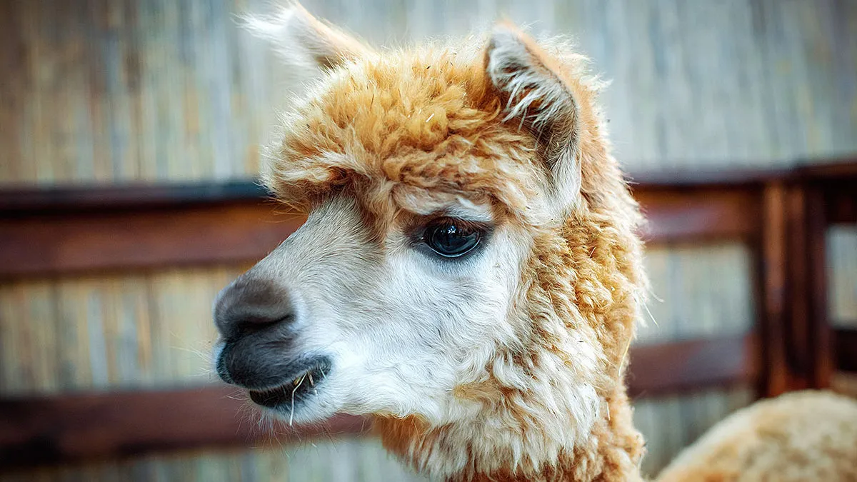 Альпаки та мільйони тюльпанів: під Києвом відкривають нову локацію для сімейного відпочинку