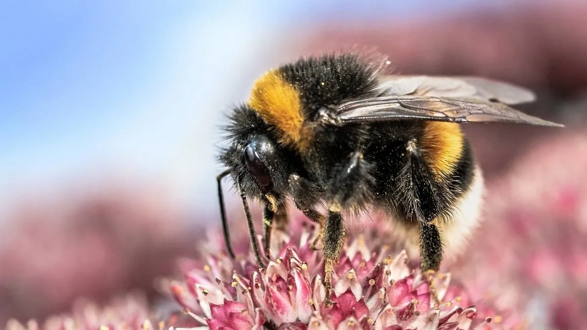 Єдина у світі тварина вивчила азбуку Морзе: на це здатні не тільки люди