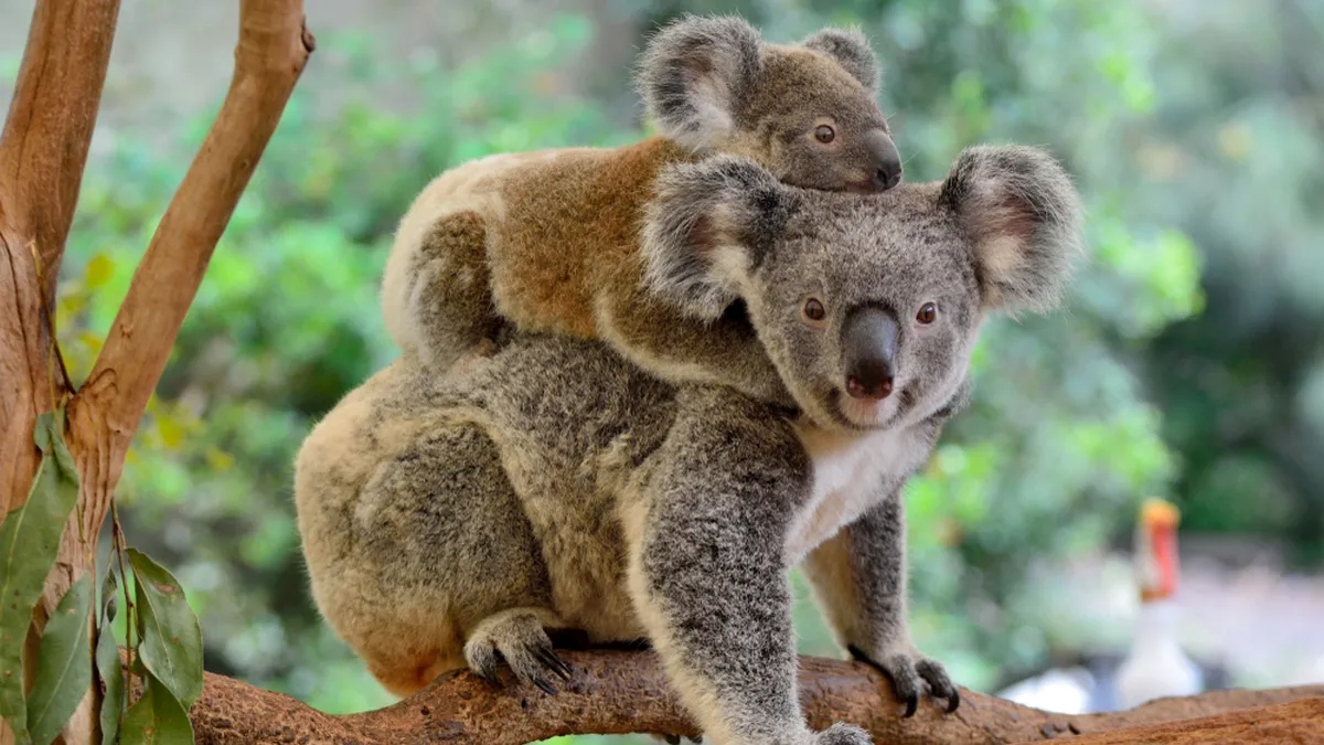 Неочікувано забагато коал: вчені попередили про екологічний колапс у Південній Австралії