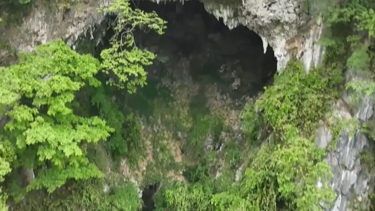 Небесні ями та гігантські дерева: вчені виявили прихований ліс глибоко під землею