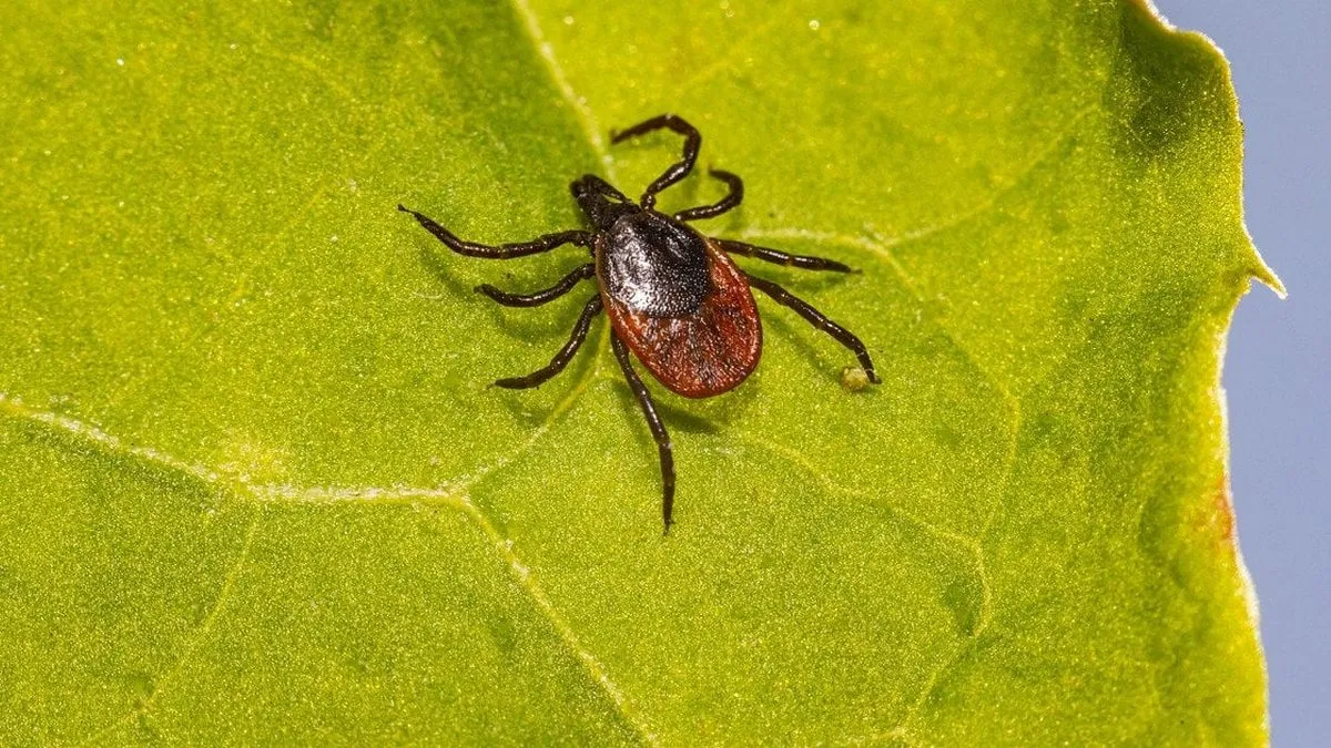 Вже 12 випадків: у Києві – сплеск небезпечної хвороби, яку поширюють кліщі