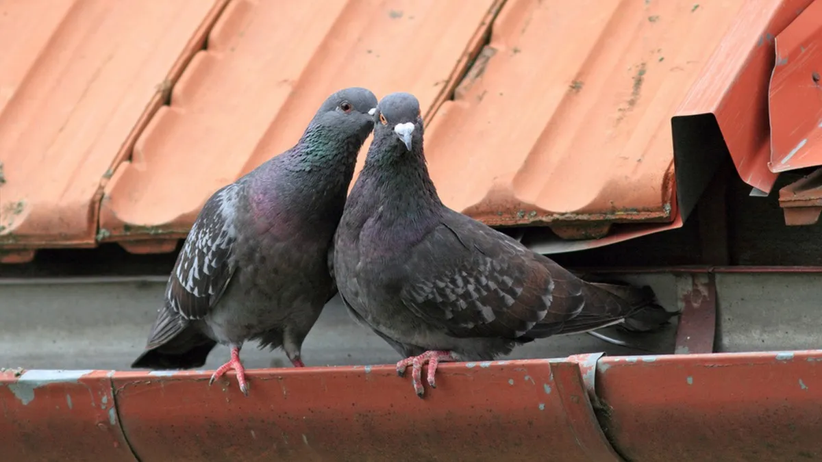 Китаєць заплатив 400 тисяч євро за бельгійського голуба: відома мотивація чоловіка