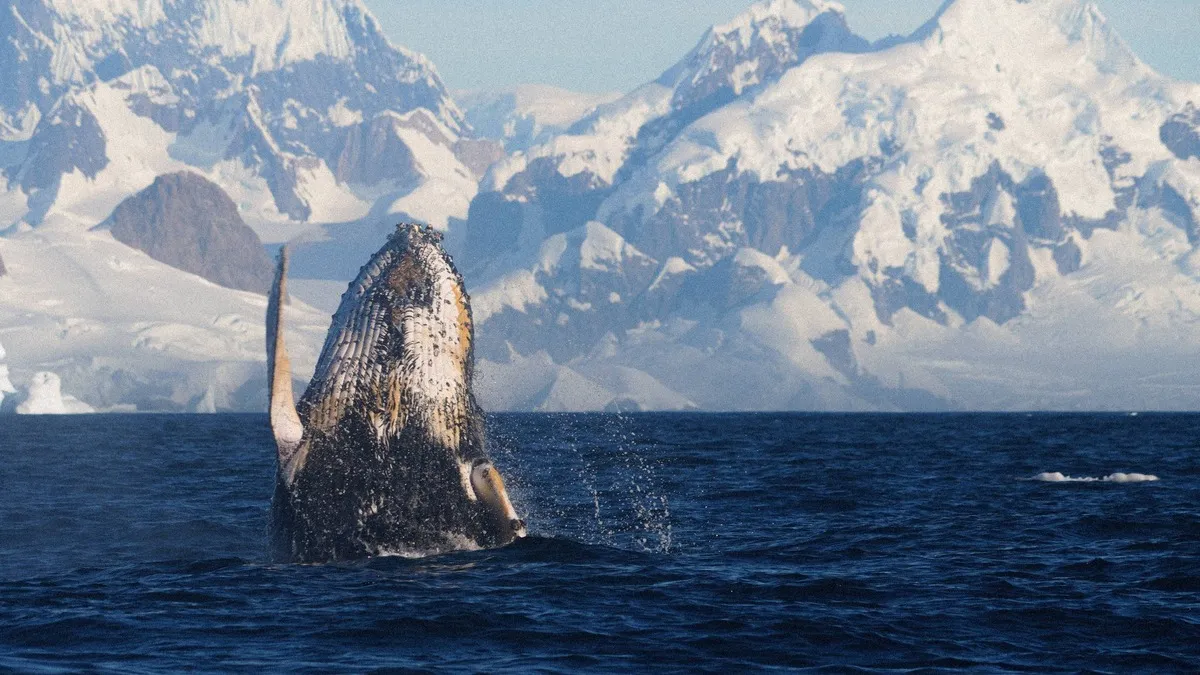 Біля станції Вернадського Горбатий кит влаштував шоу: унікальне прощання з українцями в Антарктиді - фото