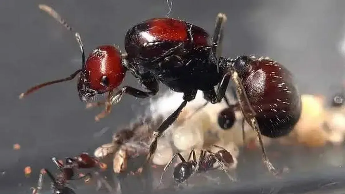 Контрабанда мурах у Кенії: китаєць затриманий за спробу вивезти понад 2 тисячі комах