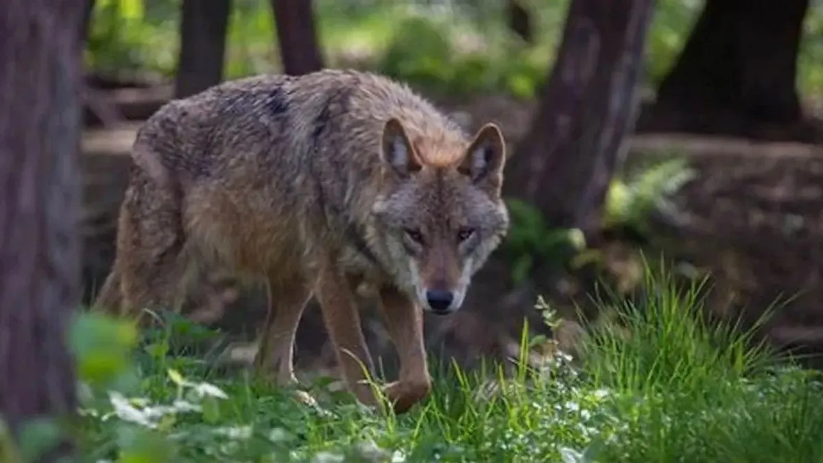Невдалий розіграш: кореєць може сісти за ґрати через згенероване фото вовка, яке зірвало пошукову операцію