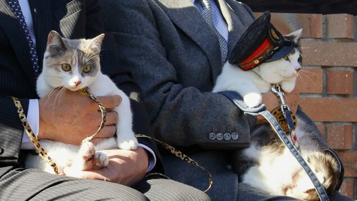 В Японії котів призначають «начальниками» залізничних станцій: як це допомагає заробляти гроші