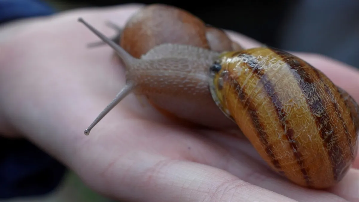 Не тільки дорогоцінності Наполеона: грабіжники у Франції викрали тонну равликів – сума збитків вражає