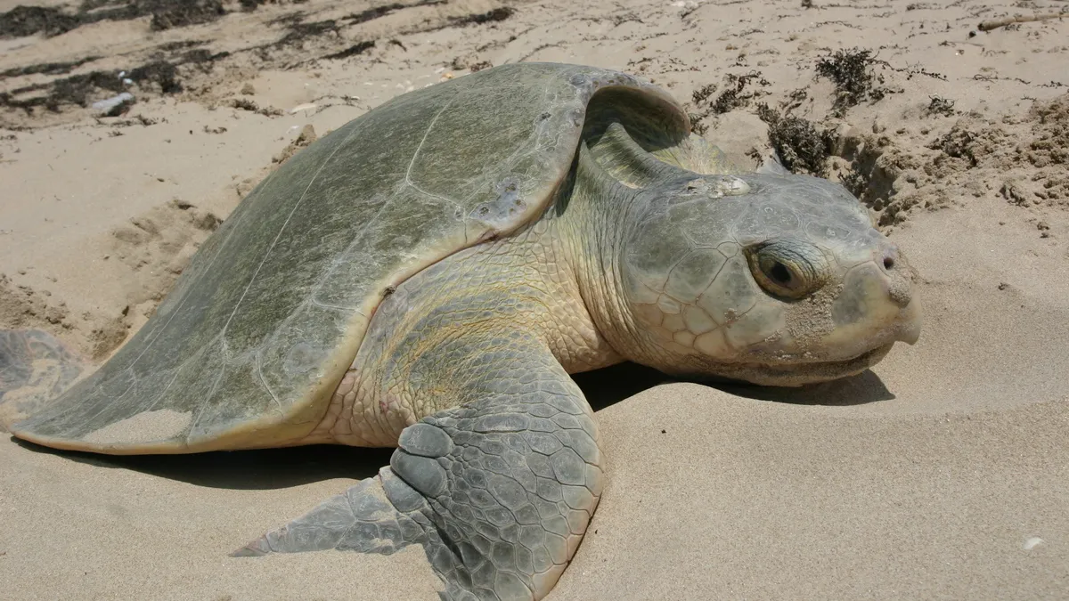 У США рятують найрідкіснішу морську черепаху у світі: як вона потрапила до узбережжя та що з нею роблять 