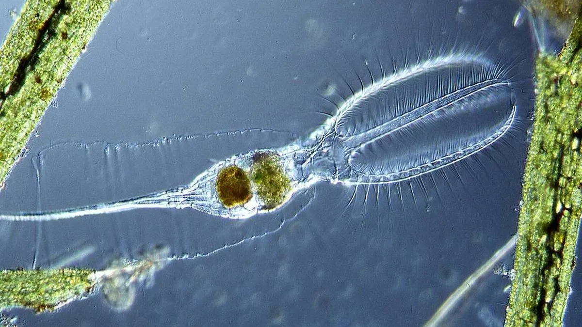 Прокинулась через 24 тисячі років після заморозки: вченим вдалось оживити істоту, яка тисячоліття була у льоду