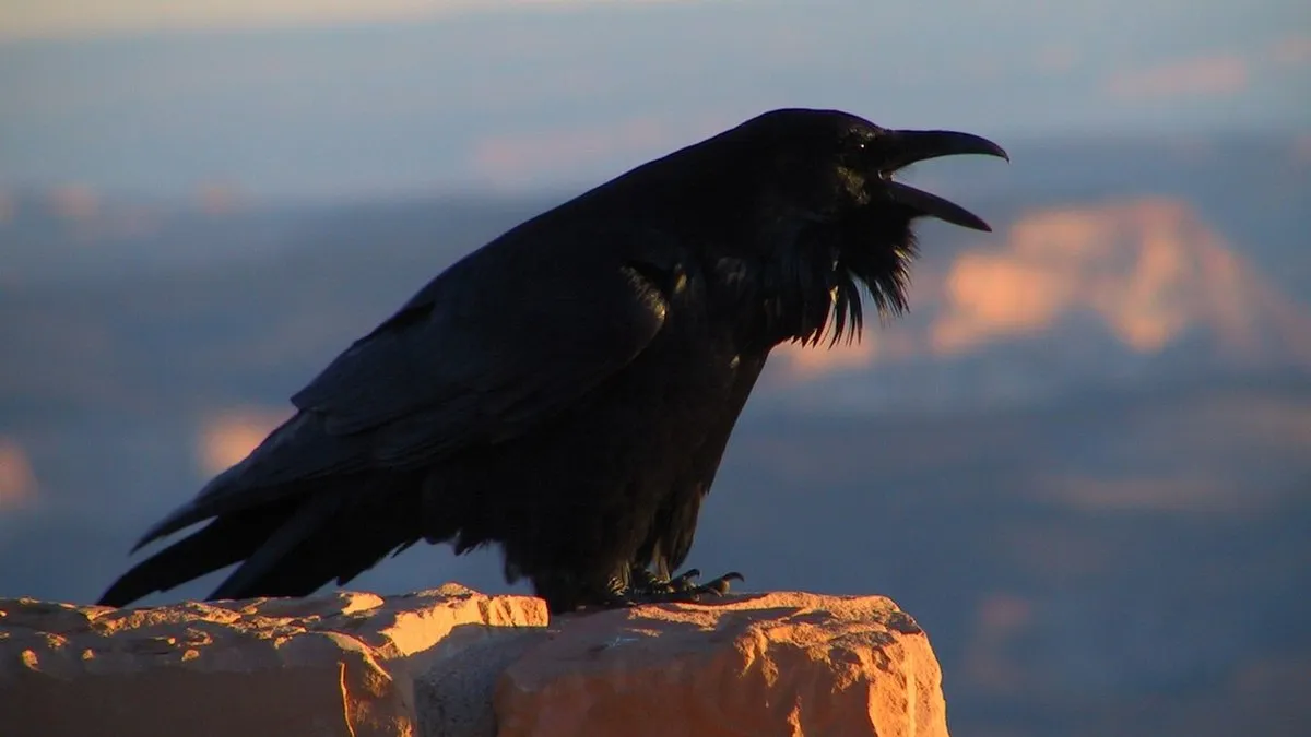 Круки передбачають дії хижаків: використовують пам’ять та аналіз місцевості - результати досліджень