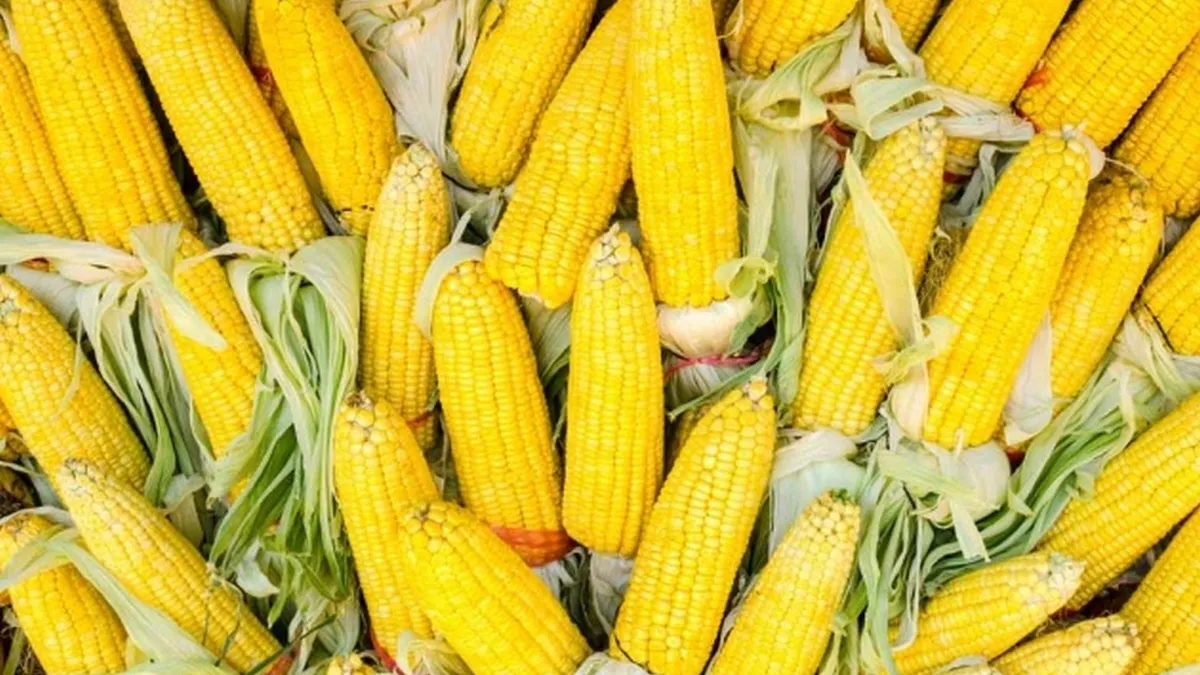 Жінка вкрала 377 качанів кукурудзи на Тернопільщині і потрапила під суд: чим закінчилася справа