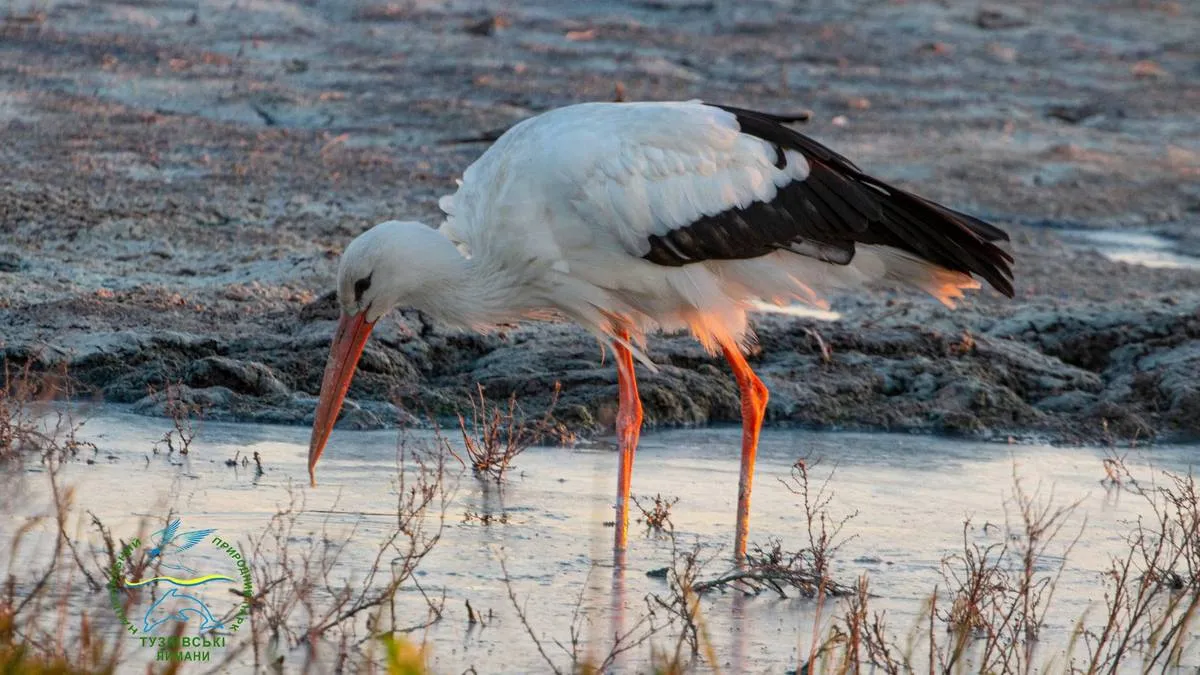Близько 2 тисяч лелек вимушено приземлились на Одещині: чому тварини зробили незаплановану зупинку