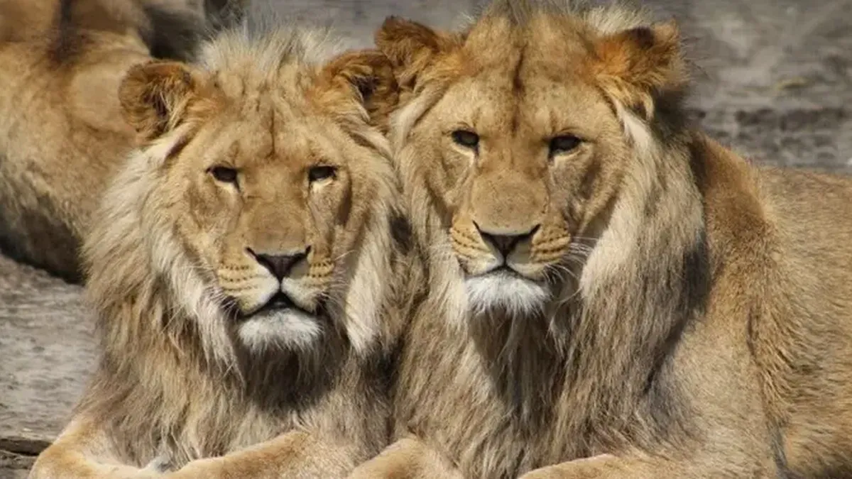 Втеча левиць сколихнула Хмельницький: стала відома доля виловлених тварин