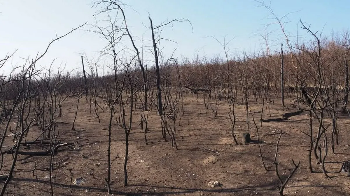В Україні народжується новий ліс: екатастрофа привела до появи 40 млрд молодих дерев – мова не про Чорнобиль