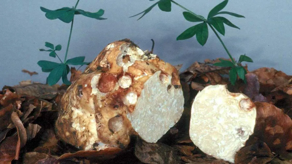 Трюфель вартістю у 300 тисяч доларів: чи ростуть такі гриби в Україні 