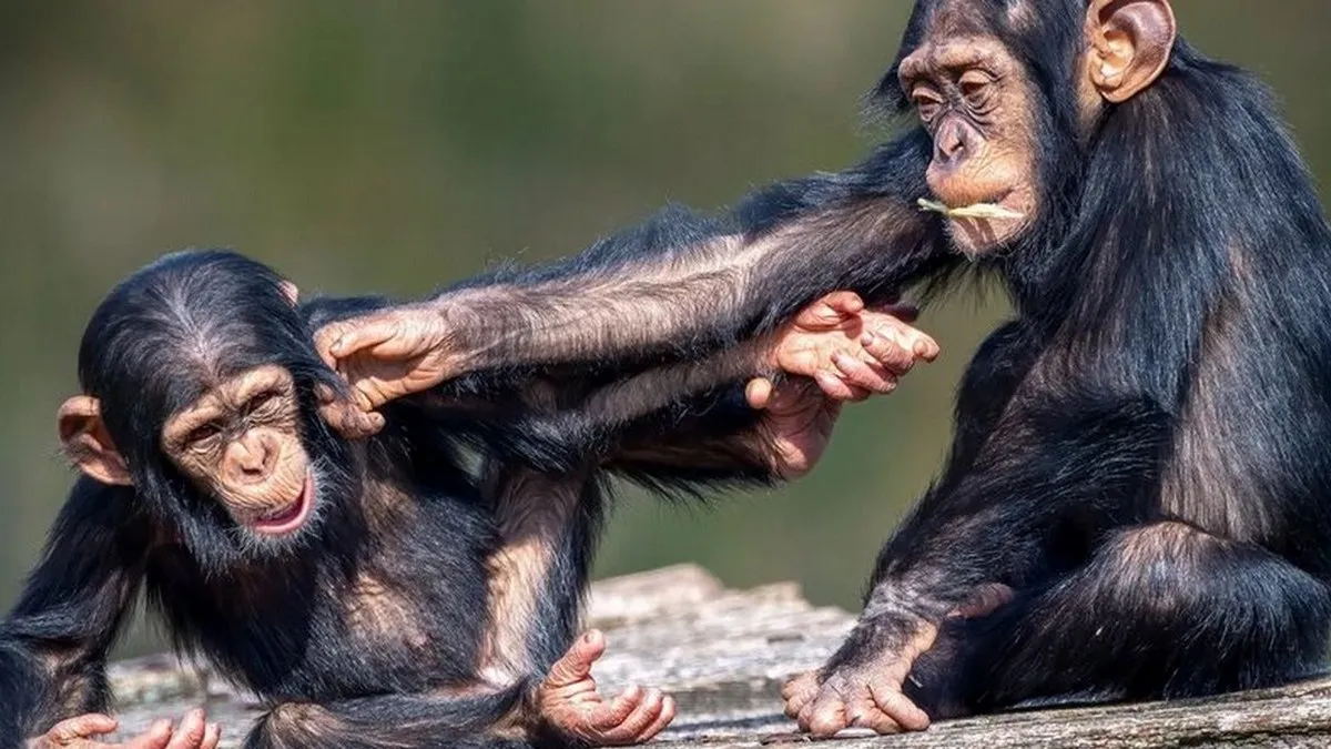 Чому людство веде війни? Дослідження на шимпанзе дало відповідь на питання і воно дивує