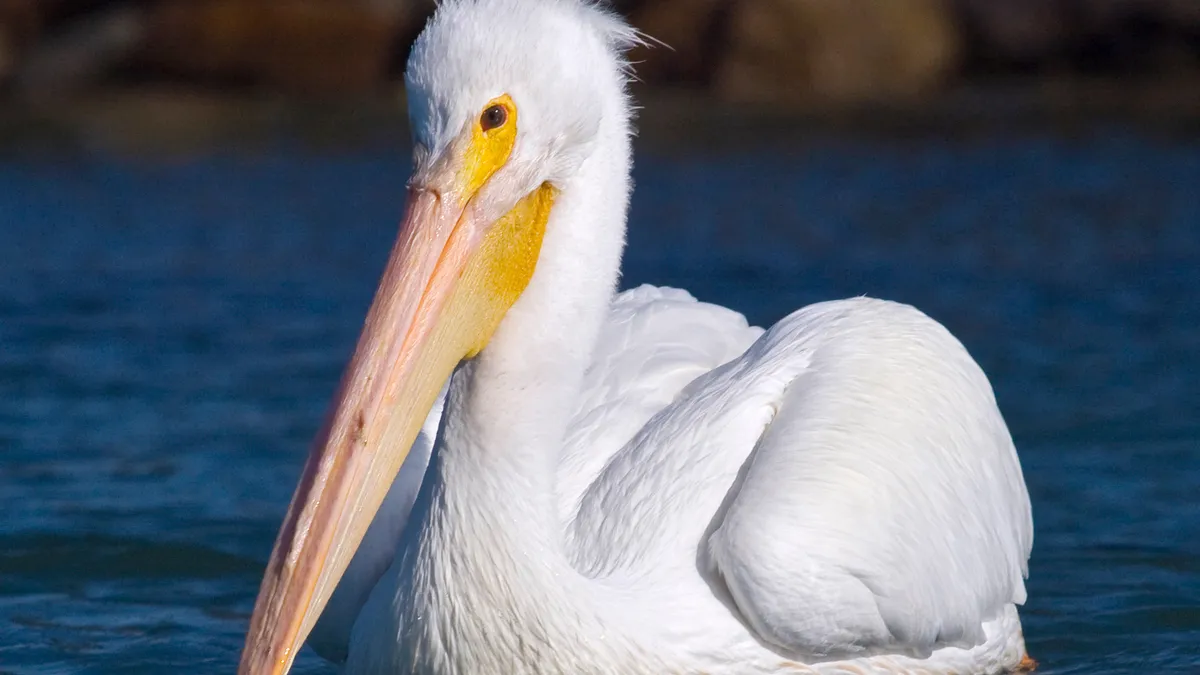 Має розмах крил 3 метри та водить дружбу з фламінго: до Одещини завітав рідкісний птах-гігант 