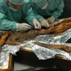 Живі мікроби через 5300 років: у тілі крижаної мумії Етці знайшли унікальні організми