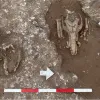 Монети на свинячих черепах: у Британії розкопали скарби ритуального святилища давньоримської доби