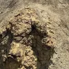 Сліди динозавра віком 66,5 млн років: у США вперше знайшли стежку дорослого тиранозавра